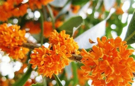 桂花养殖方法和注意什么,桂花风水大忌大全及讲解