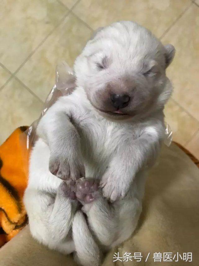 萨摩耶生产,萨摩耶生产要经过几个小时