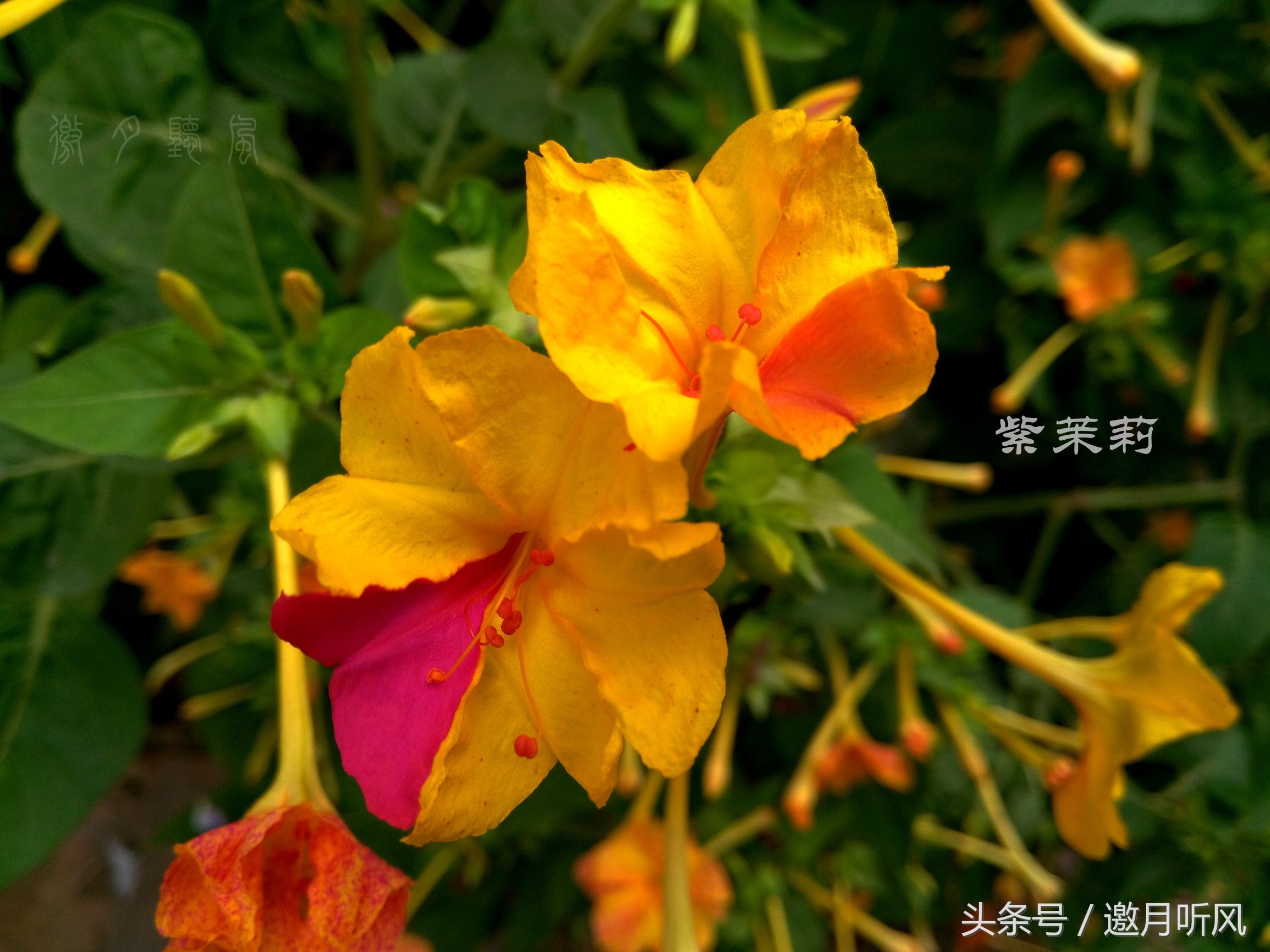 质朴玲珑——紫茉莉