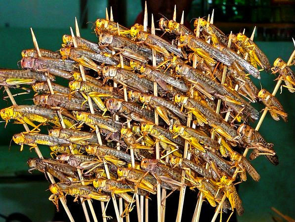 这些美味的虫子你敢吃吗,盘点可以吃的虫子