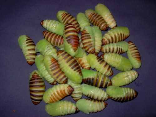 这些美味的虫子你敢吃吗,盘点可以吃的虫子