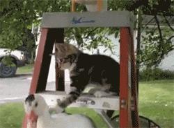 猫笑起来到底有多可怕,猫笑的样子和正常样子