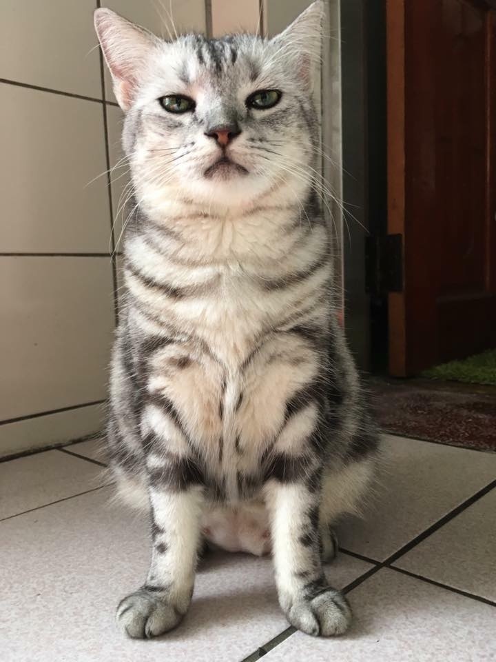 猫笑起来多可怕,猫笑的样子和正常样子