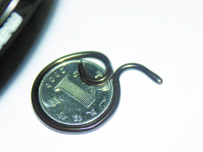 常见的大虫子科普,盘点那些你没见过的虫子