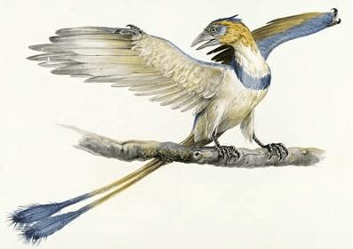 始祖鸟是什么动物？始祖鸟是鸟类的祖先吗？