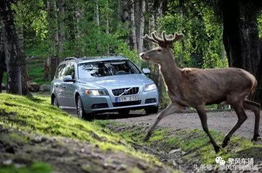 高速不小心撞到动物,高速上撞了动物怎么处理