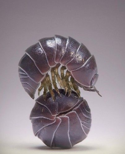 常见的大虫子科普,盘点那些你没见过的虫子