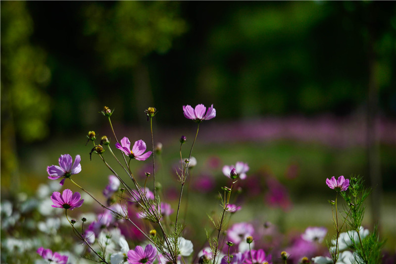 肃北七彩花海,肃北百亩花海在哪里
