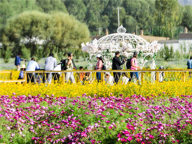 肃北七彩花海,肃北百亩花海在哪里