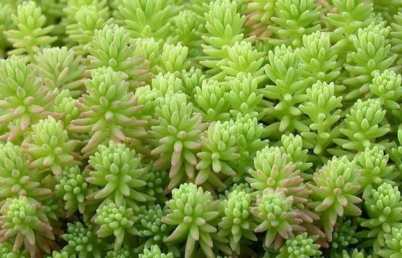 不知道什么植物养不活,不知道自己养的多肉是什么品种