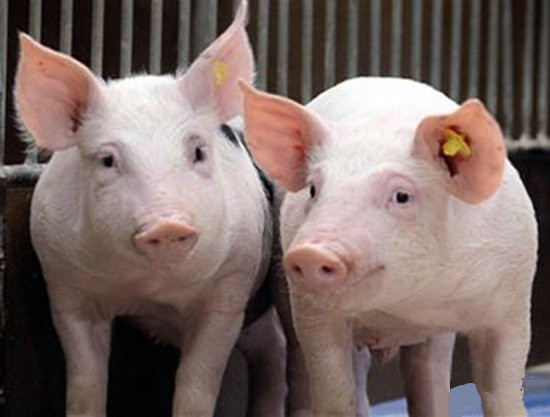 生猪打疫苗高烧怎么办,猪打疫苗后咳喘怎么回事