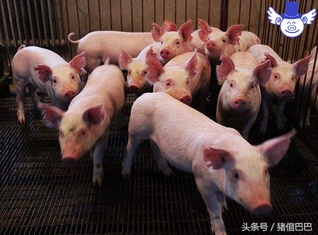 没断奶的仔猪浑身颤抖站不起来,仔猪站立不起来后腿抖动为什么病