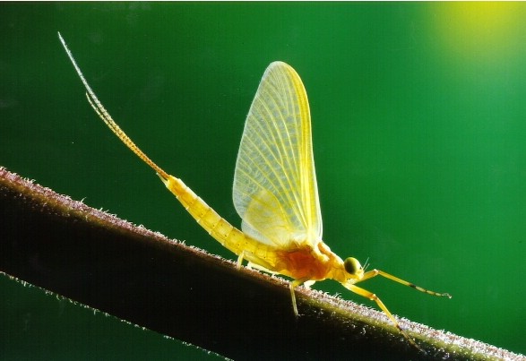 常见的大虫子科普,盘点那些你没见过的虫子