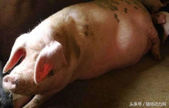 母猪不发情有哪几个原因？这5招让母猪轻松发情7字诀做好人工授精