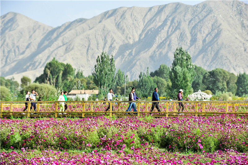 肃北七彩花海,肃北百亩花海在哪里