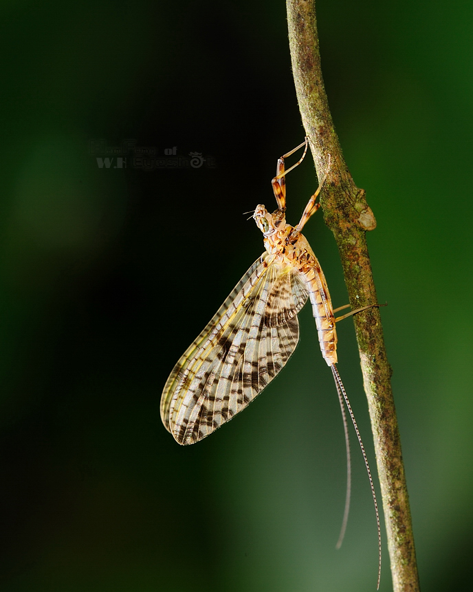常见的大虫子科普,盘点那些你没见过的虫子