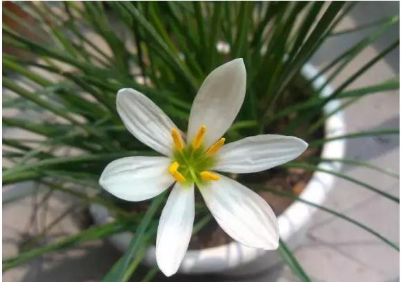 人民币花卉图案水印,人民币上的图案关于花卉的介绍