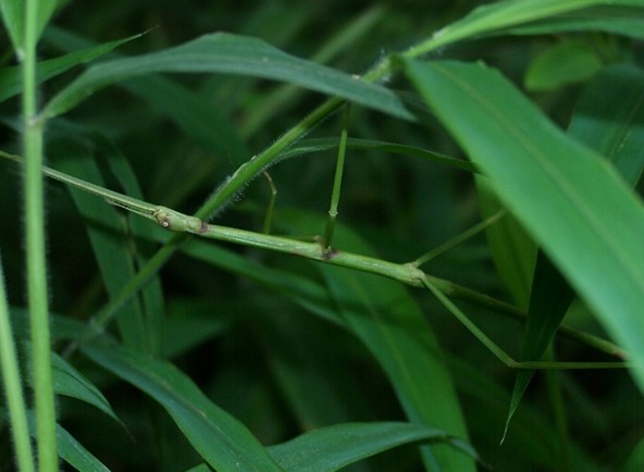 常见的大虫子科普,盘点那些你没见过的虫子