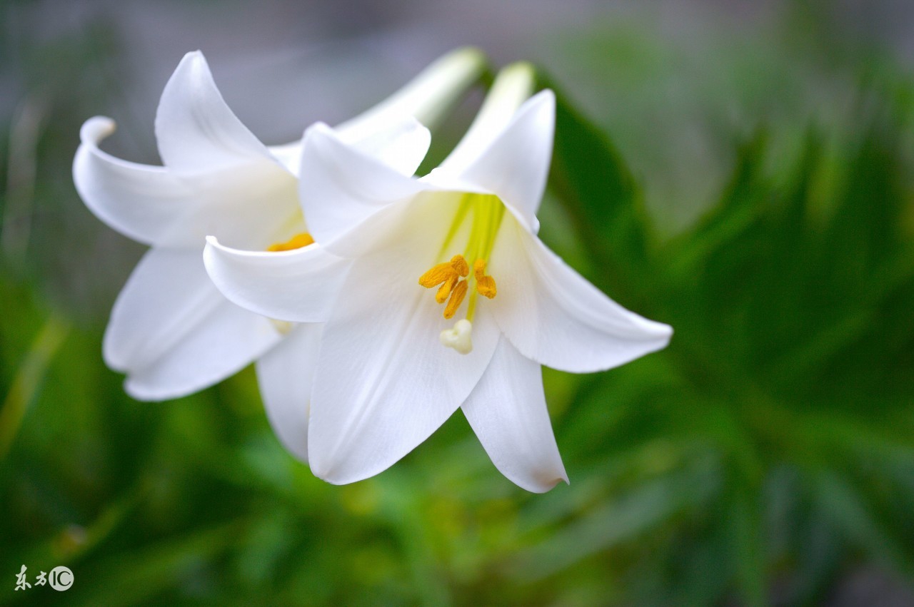 说点您不熟悉的百合花