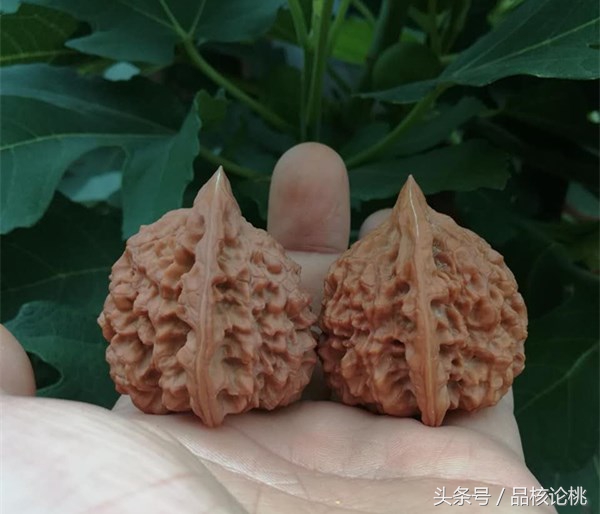 在哪个平台买核桃比较靠谱 (核桃淘宝买哪种比较好)