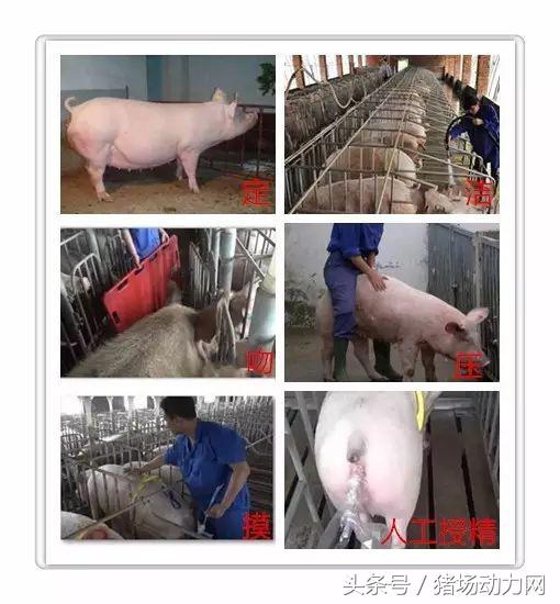 母猪不发情?如何从诱情、发情鉴定、人工授精上做好工作