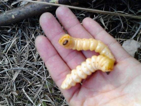 养殖小白虫一亩地能挣多少,目前养殖什么虫子效益高