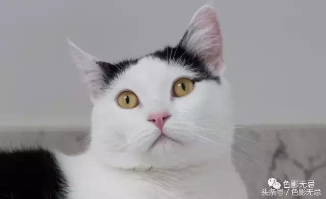 尼康d850数码单反摄影圣经,尼康d850的深度评价