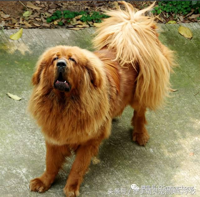 藏獒百科知识,藏獒最怕的犬种