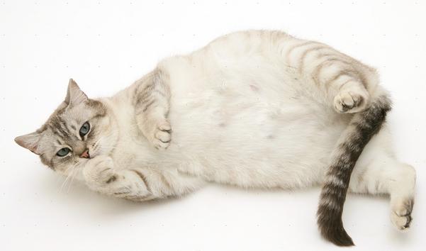 猫咪怀孕期生病,猫咪怀孕期是否乱叫