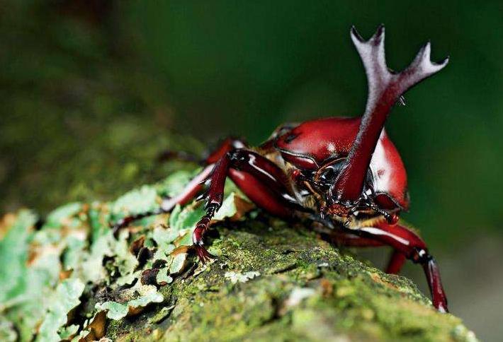 养殖小白虫一亩地能挣多少,目前养殖什么虫子效益高