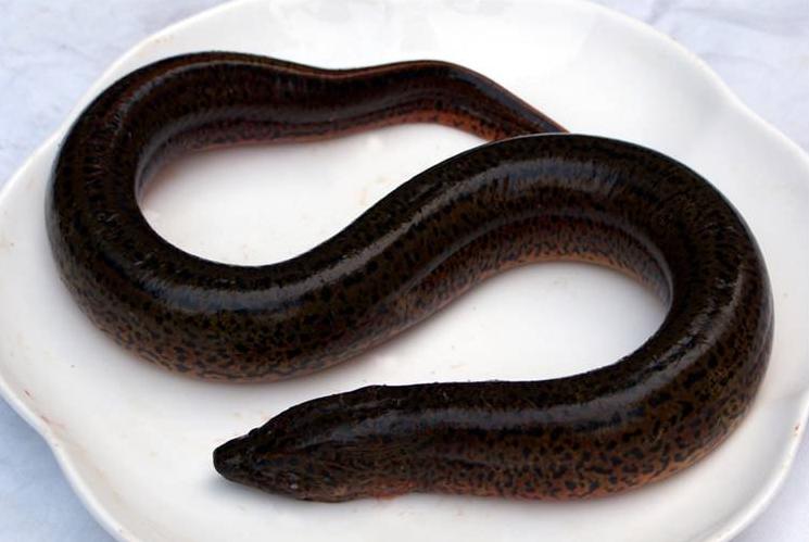 青鱼草鱼鲤鱼怎么区分,河鱼鲢鱼大头鱼有什么区别