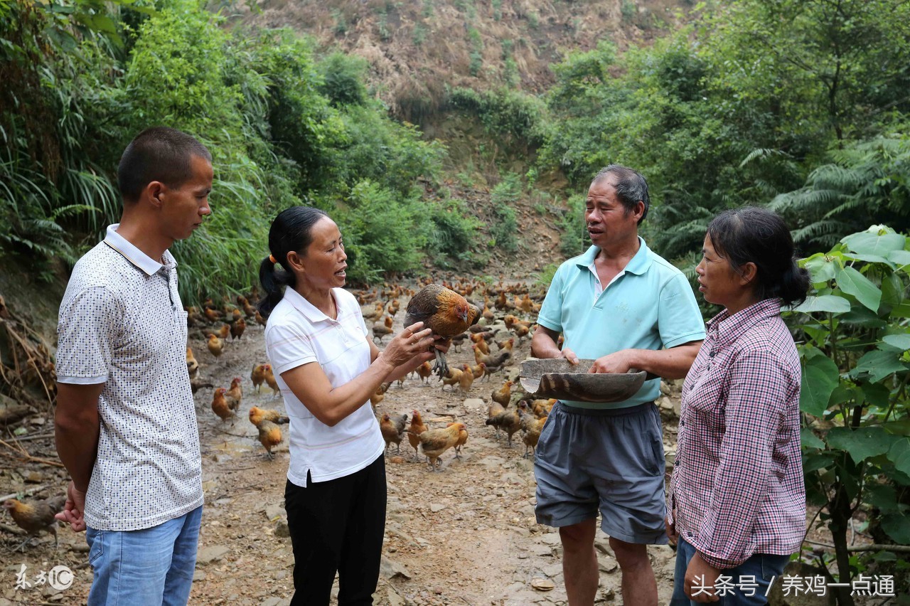 做兽医怎么样,做兽医要什么条件