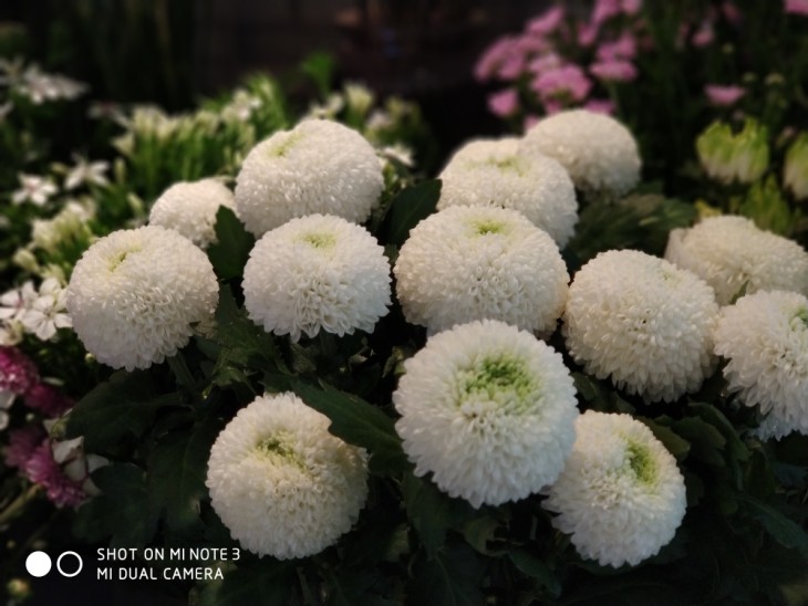 小米note3的拍照在什么水平,小米note3拍照功能