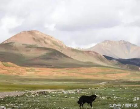 流浪狗收容所狗肉馆,狗肉馆旁边是流浪狗收容所