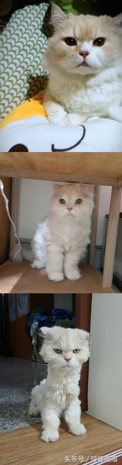 当科比遇到梅西,科比和梅西你会选择谁