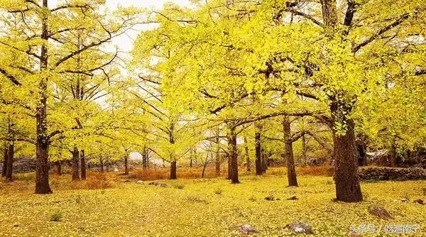 广西深秋好看的地方,广西的秋天哪里风景最美