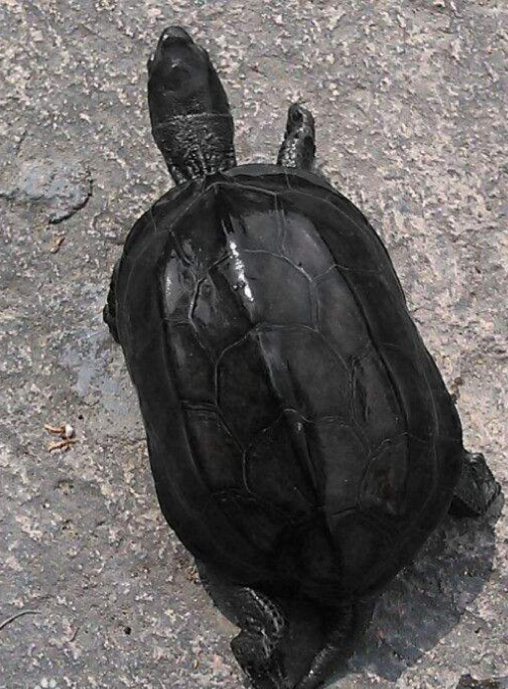 水龟都有哪些,水龟都有什么样的