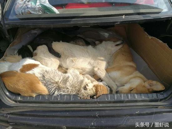 流浪狗收容所狗肉馆,狗肉馆旁边是流浪狗收容所