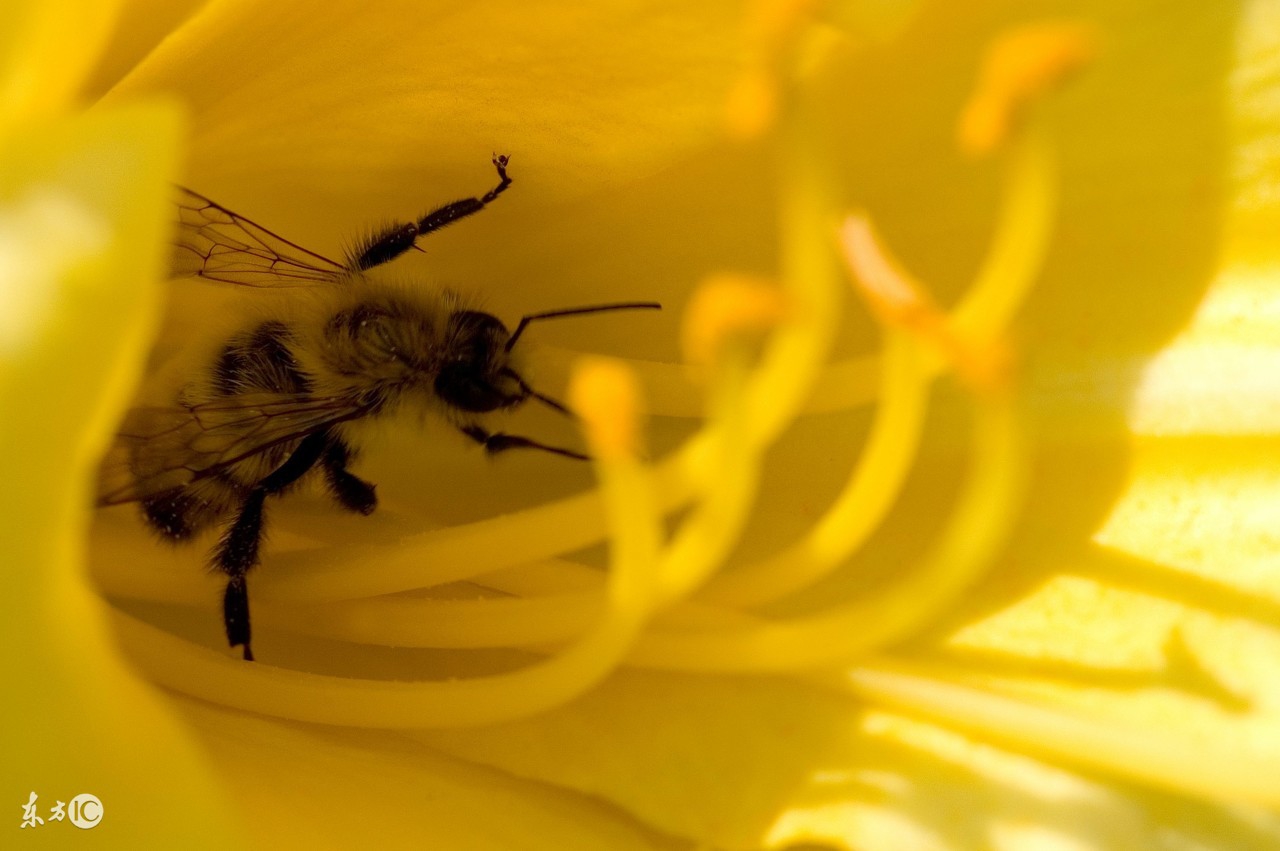 蜜蜂养殖技术试题及答案,养殖蜜蜂的语言
