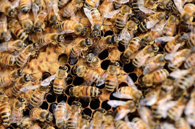 养蜜蜂专用术语,蜜蜂养殖技术维语版