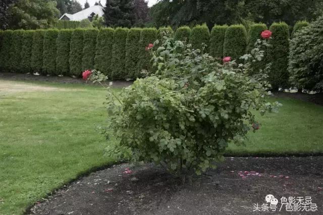 关于尼康d850的一些问答,尼康d850买回来怎么打开