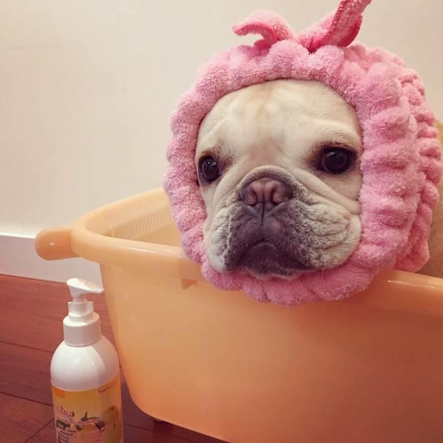 如何养好斗牛犬幼崽,怎么能养好斗牛犬