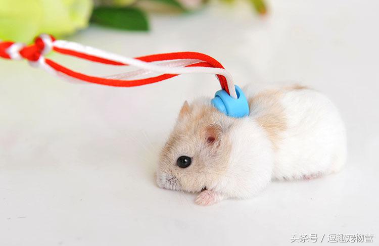 溜仓鼠有什么危害嘛,仓鼠禁忌不能触碰什么原因