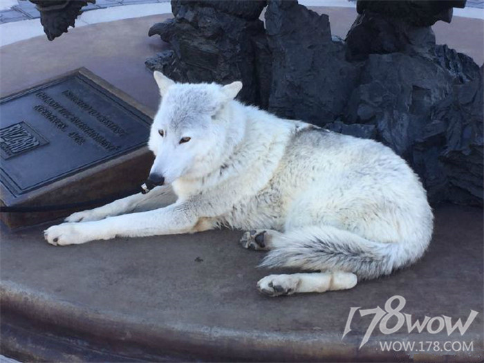 暴雪员工的宠物也太幸福了，还有专属部落or联盟工牌
