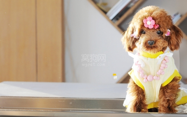 泰迪狗怎么才能训练听话,泰迪狗如何训练的乖巧又听话