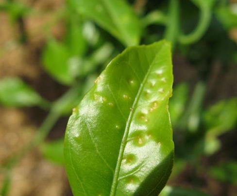 香妃茶花常见病,耐冬茶花常见病虫