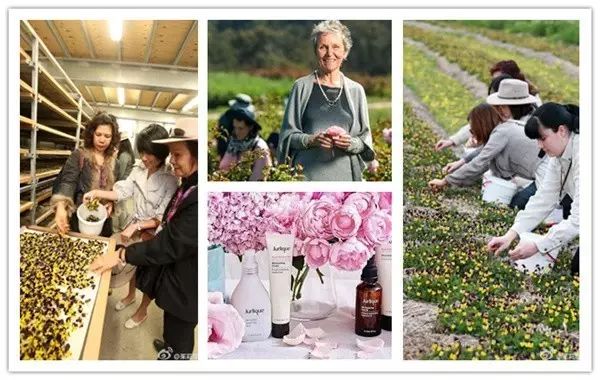 因为种玫瑰花,“她”从澳洲火到了全球!
