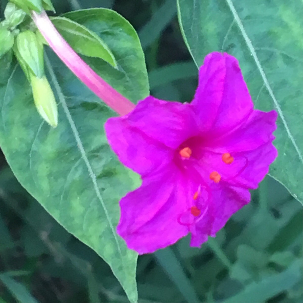 紫茉莉花的作用与用途,紫茉莉花功效是个宝