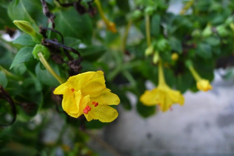 紫花茉莉治急性关节炎损伤接骨