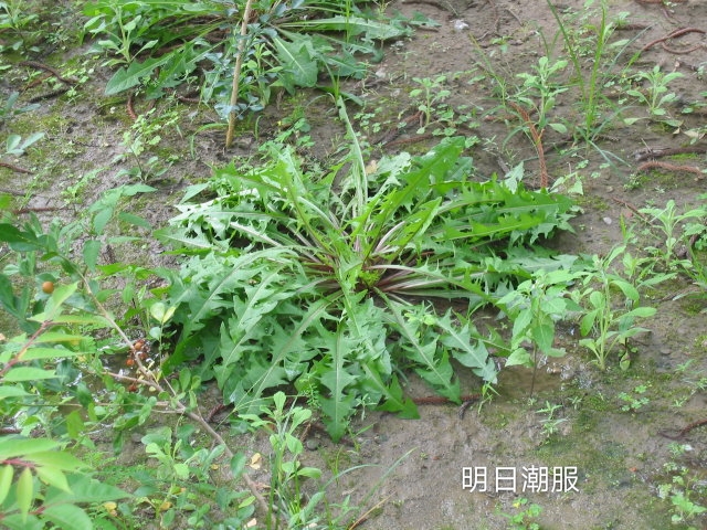 农村创业好项目之（蒲公英）日入1000元